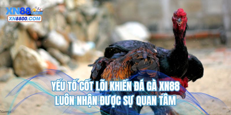 Yếu tố cốt lõi khiến đá gà XN88 luôn nhận được sự quan tâm